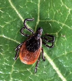 Ziekte van Lyme gestructureerd aangepakt